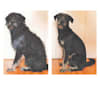 Lucio Claudio Nerone, a German Shepherd Dog and Neapolitan Mastiff mix tested with EmbarkVet.com
