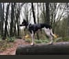 Dandelion, a German Shepherd Dog and Australian Shepherd mix tested with EmbarkVet.com