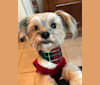 Stu, a Yorkshire Terrier and Maltese mix tested with EmbarkVet.com