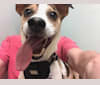 Trajan, a Rat Terrier tested with EmbarkVet.com