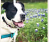 Eleven, a Bulldog and Great Pyrenees mix tested with EmbarkVet.com