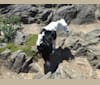 Jiggs, a Border Collie and German Shepherd Dog mix tested with EmbarkVet.com