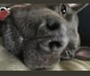 Khalee, a Staffordshire Terrier and Australian Shepherd mix tested with EmbarkVet.com
