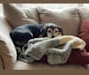 Lucy Hughes, a Beagle and Chihuahua mix tested with EmbarkVet.com