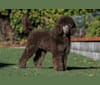 Pickles, a Poodle tested with EmbarkVet.com