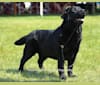 Dutch, a Labrador Retriever tested with EmbarkVet.com