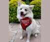YUKI, a German Shepherd Dog and Pomeranian mix tested with EmbarkVet.com