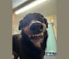 Elfie, a Shetland Sheepdog and Manchester Terrier (Toy) mix tested with EmbarkVet.com