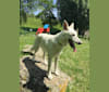 Arya a dog tested with EmbarkVet.com