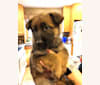 Indiana, a German Shepherd Dog tested with EmbarkVet.com