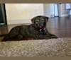 Denver, a Rottweiler and Alaskan Malamute mix tested with EmbarkVet.com