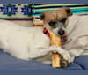 Photo of Salsa, a Chihuahua, Russell-type Terrier, and Mixed mix in Merced, CA, USA