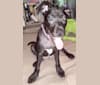 Photo of Kino, an American Pit Bull Terrier, Labrador Retriever, Australian Cattle Dog, and Mixed mix in Lucedale, Mississippi, USA