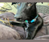 Luna, a Greyhound and Rottweiler mix tested with EmbarkVet.com