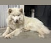 Dallas, a Siberian Husky tested with EmbarkVet.com