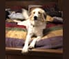 Stella Rosa, a Great Pyrenees and Anatolian Shepherd Dog mix tested with EmbarkVet.com