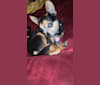 Photo of Larry, a Chihuahua, Yorkshire Terrier, and Miniature Pinscher mix in South Dakota, USA