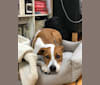 Emmie Mae, a Treeing Walker Coonhound and Labrador Retriever mix tested with EmbarkVet.com