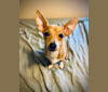 Oliver, a Chihuahua and Poodle (Small) mix tested with EmbarkVet.com
