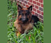 Patton, a German Shepherd Dog tested with EmbarkVet.com