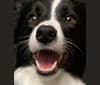 Photo of Lily, a Border Collie  in Cypress, FL, USA