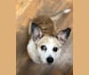 Denver, a Chihuahua and Pomeranian mix tested with EmbarkVet.com