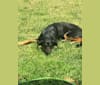 Koda, a German Shepherd Dog and Australian Shepherd mix tested with EmbarkVet.com
