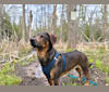 Photo of Wilbur, a Dachshund, Norwegian Elkhound, Mountain Cur, and Mixed mix in Louisiana, USA