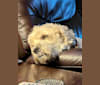 Roxy, a Golden Retriever and Poodle (Standard) mix tested with EmbarkVet.com