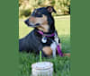 Samera, a Collie and Rottweiler mix tested with EmbarkVet.com