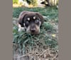 Poppy Poopalicious, a German Shepherd Dog and Labrador Retriever mix tested with EmbarkVet.com
