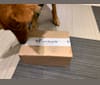 Winnie, a Formosan Mountain Dog tested with EmbarkVet.com