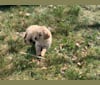 Photo of Gray Collar Puppy, a Golden Retriever  in Idaho Falls, Idaho, USA