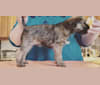 Archer, a Border Terrier tested with EmbarkVet.com
