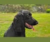 PEREGRINE, a Field Spaniel tested with EmbarkVet.com