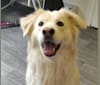 Beau, an Eastern European Village Dog and Siberian Husky mix tested with EmbarkVet.com