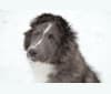 Brioche, a Shetland Sheepdog tested with EmbarkVet.com