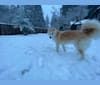Arthur, a Siberian Husky and Alaskan Malamute mix tested with EmbarkVet.com