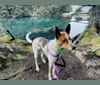 Nova, a West African Village Dog tested with EmbarkVet.com