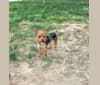 Blayze, a Yorkshire Terrier tested with EmbarkVet.com