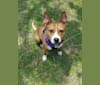 Photo of Zora, an American Pit Bull Terrier, American Staffordshire Terrier, and American Bulldog mix in Austin, Texas, USA