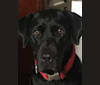 William (William Jefferson), a Labrador Retriever tested with EmbarkVet.com