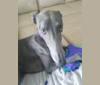 Photo of Whiskey, a Greyhound  in Clinton Twp, Michigan, USA