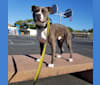 MaSiWei, an American Bully tested with EmbarkVet.com