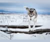 Chinook, an Alaskan Malamute and Siberian Husky mix tested with EmbarkVet.com
