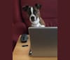 Skooch, a Miniature/MAS-type Australian Shepherd and Boston Terrier mix tested with EmbarkVet.com