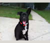 Freyja, a Staffordshire Terrier and Australian Cattle Dog mix tested with EmbarkVet.com