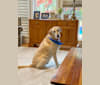 Buddy, a Golden Retriever and Labrador Retriever mix tested with EmbarkVet.com