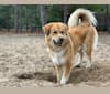 Bailey, a Great Pyrenees and American Foxhound mix tested with EmbarkVet.com