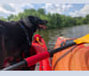Ruger, a Labrador Retriever and German Shepherd Dog mix tested with EmbarkVet.com